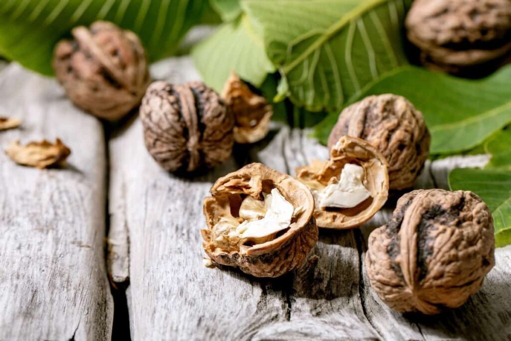 How to Grow Walnut Tree at Home4 1024x683 2 1